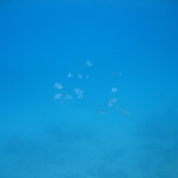 curocaoboca_046