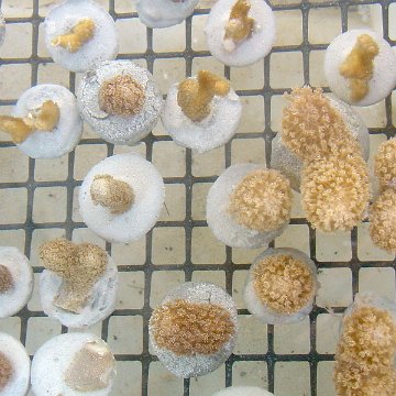 coralpropagation