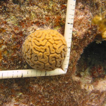 23-07-07 CL 10 W, 14Ua BRAIN NL 23-07-07 CL 10 W, 14Ua BRAIN NL