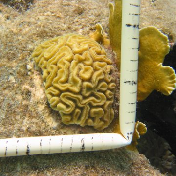 23-07-07 CL 10 W, 16Ba BRAIN NWH 23-07-07 CL 10 W, 16Ba BRAIN NWH