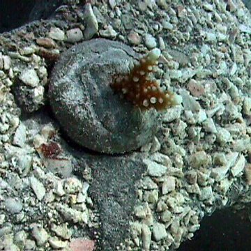coralplug coralplug