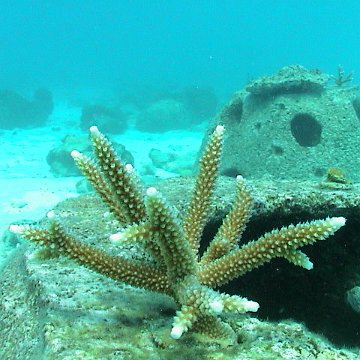 coralprob1 coralprob1