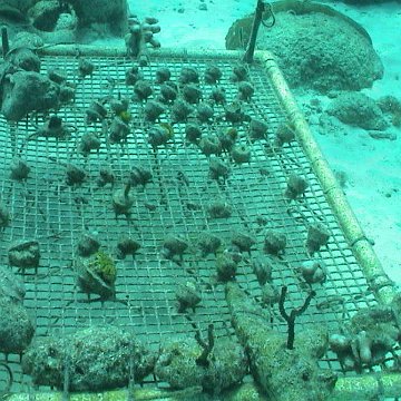 coraltray coraltray