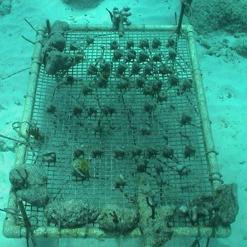 coraltray2 coraltray2