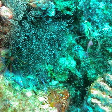 dsc00216 dsc00216