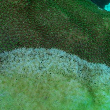 dsc00238 dsc00238