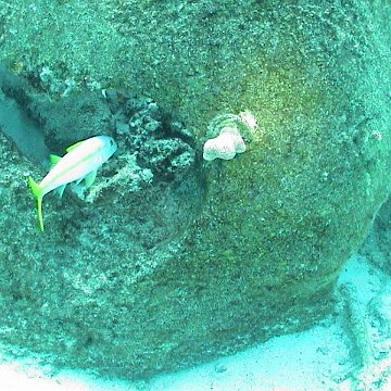 rb,fish,coral rb,fish,coral