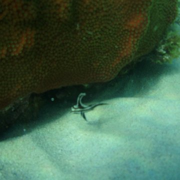 P7090062 P7090062