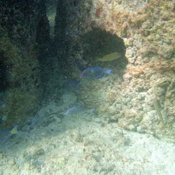 P7090067 P7090067