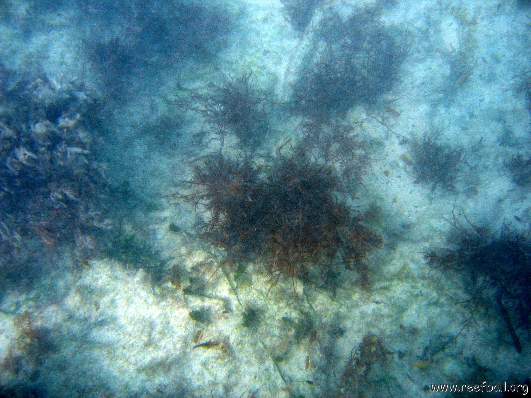 dominicanmay2007helosurveycanoladominicusiberostar 001