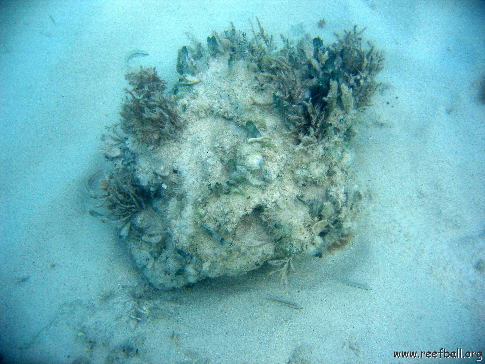dominicanmay2007helosurveycanoladominicusiberostar 017