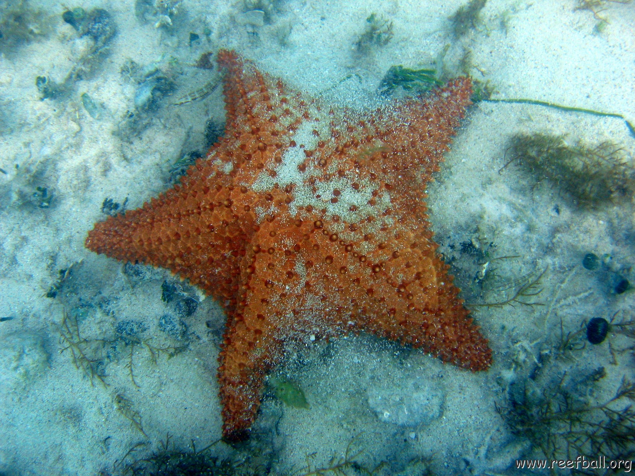dominicanmay2007helosurveycanoladominicusiberostar 020