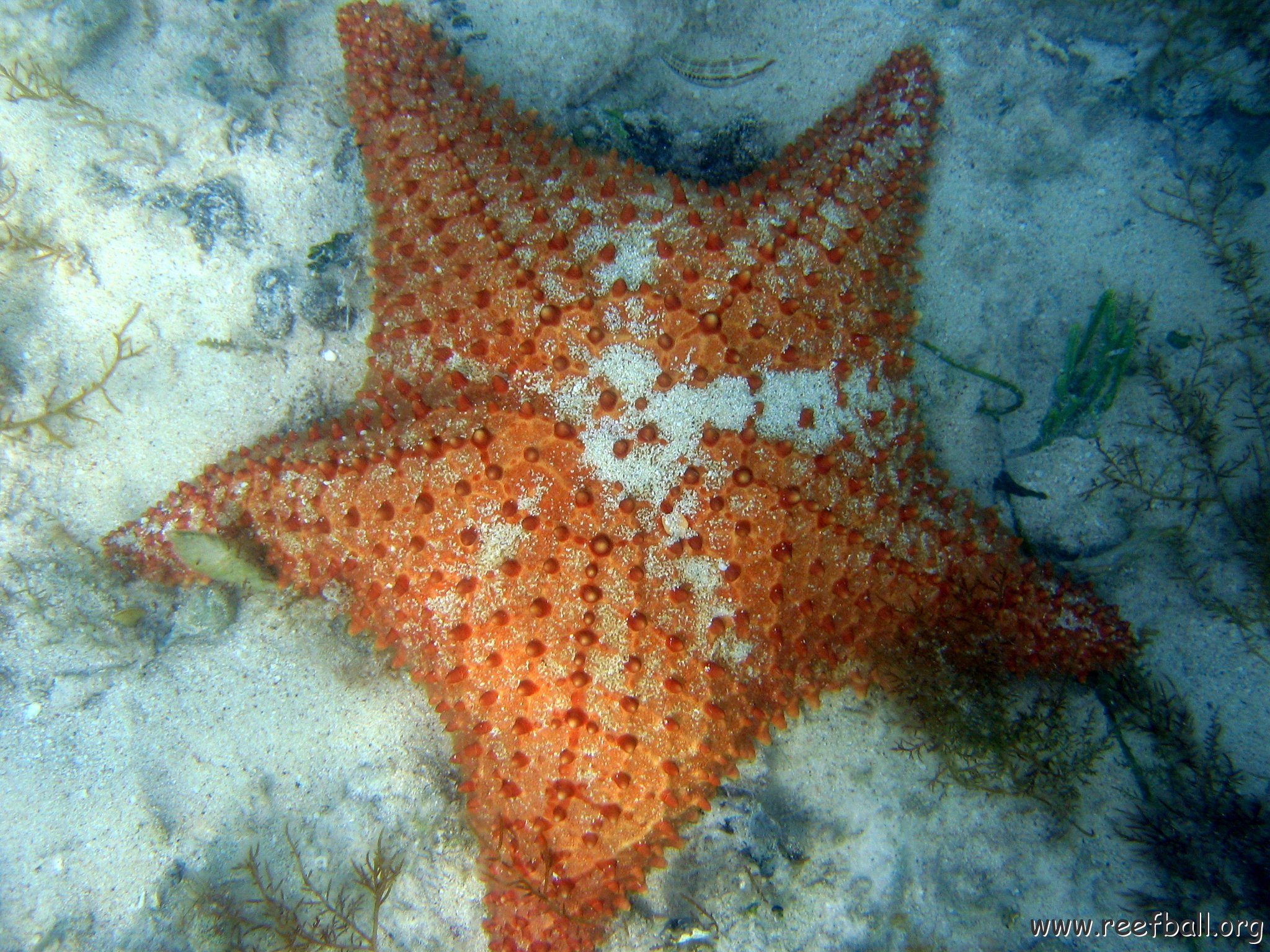 dominicanmay2007helosurveycanoladominicusiberostar 021