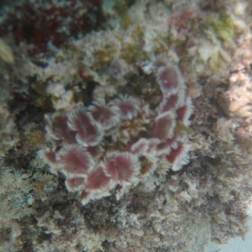 IMG_2455 IMG_2455