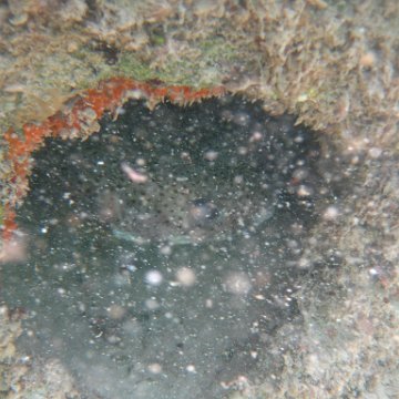 IMG_2485 IMG_2485