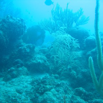 IMG_0781 IMG_0781