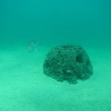 P7132757 P7132757