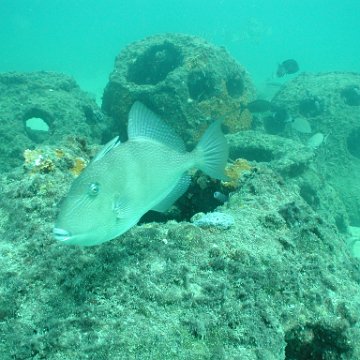 P7132761 P7132761