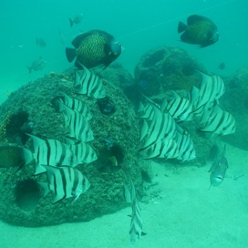 P7132788 P7132788