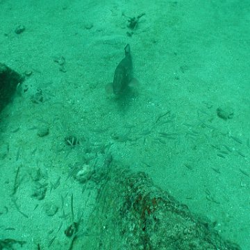 P7132813 P7132813