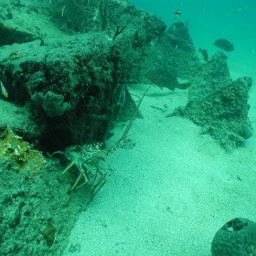 P7132819 P7132819
