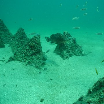 P7132824 P7132824