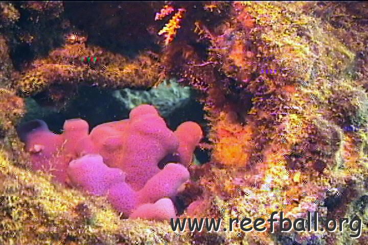 purpsponge