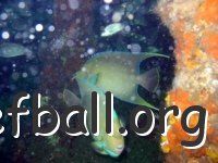 fish2c