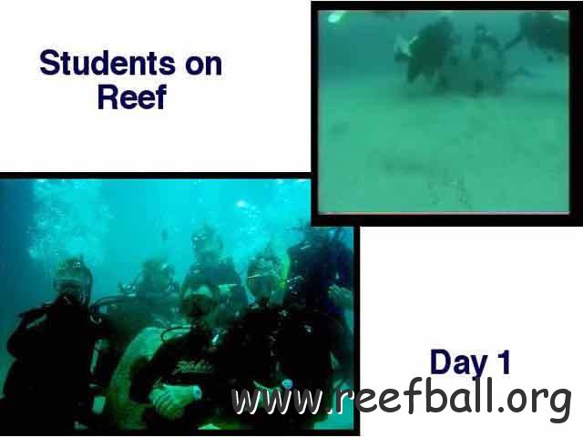 reef6