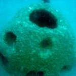 reefballs3