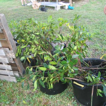 IMG_0007 IMG_0007