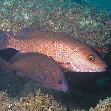 115821048.FUIU1jxA.BlackSnapper 115821048.FUIU1jxA.BlackSnapper