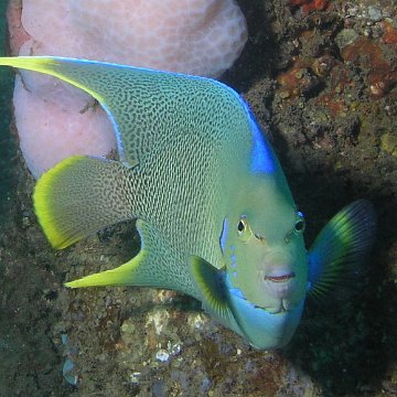 115821054.jWFndqo3.BlueAngelfish2 115821054.jWFndqo3.BlueAngelfish2