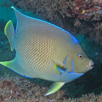115821057.TIiBTo9v.BlueAngelfish3 115821057.TIiBTo9v.BlueAngelfish3
