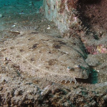 115821063.1AamToq9.Flounder 115821063.1AamToq9.Flounder