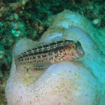115821078.ibJo0heQ.SeaweedBlenny 115821078.ibJo0heQ.SeaweedBlenny