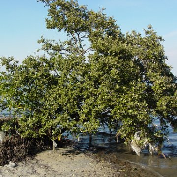 dsc00396 dsc00396