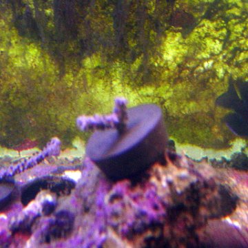 dsc03598 dsc03598