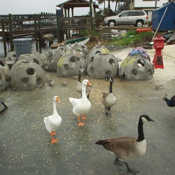 reef27geese reef27geese