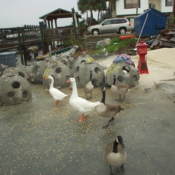 reef29geese2 reef29geese2