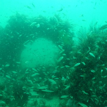 P7072659 P7072659