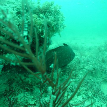 P7072687 P7072687