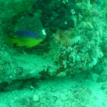 P7072689 P7072689
