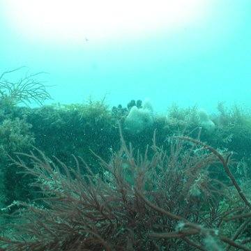P7072706 P7072706