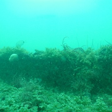 P7072709 P7072709