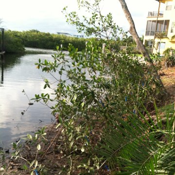 IMG_0597 IMG_0597