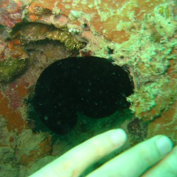 IMG_4795 IMG_4795