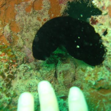 IMG_4833 IMG_4833