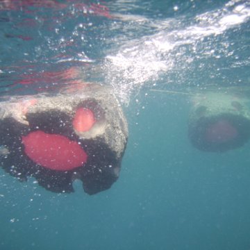 Reef Ball Guatemala Pana Divers 26 Feb. 06 054