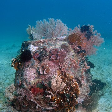 millipora millipora